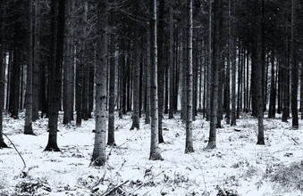 Andreas Odersky, #forest(3)