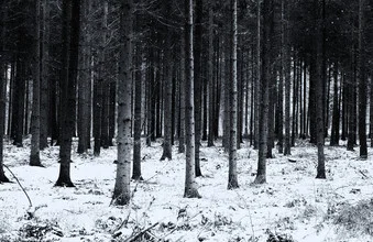 Black-and-white photo art by Andreas Odersky: winter forest with snow-covered branches