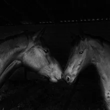 Photo art by Andreas Odersky: tender kiss between two horse heads