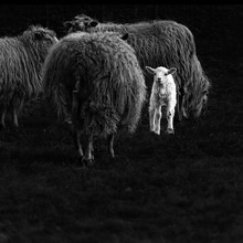 Andreas Odersky, lamb
