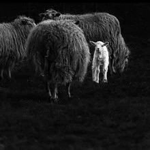 Photo art by Andreas Odersky: gentle lamb on green grass