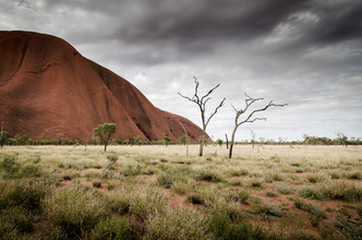 Christian Seidenberg, The Tree (Australia, Oceania)