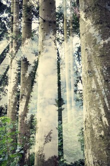Rolf Bökemeier, forest (Germany, Europe)