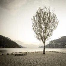 Photo art of a lone tree by Lake Garda, surrounded by mountains and water.