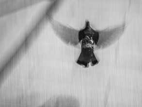 Jörg Faißt, Dove 2 (Japan, Asia)