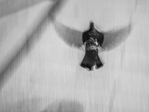 Wall art by Jörg Faißt: A dove flying through the sky in Tokyo.