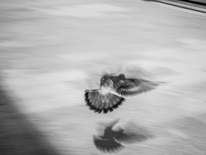 Jörg Faißt, Dove 3 (Japan, Asia)