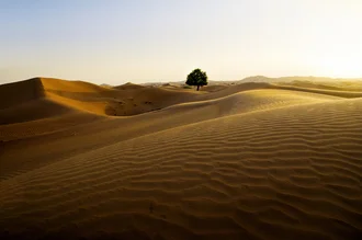 Desert landscape with sand dunes and a solitary tree in Oman, peaceful atmosphere