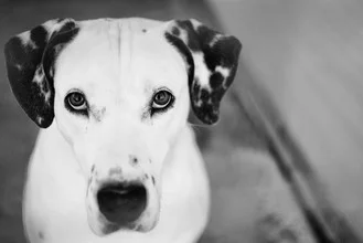 Photo art by Massimiliano Sarno: cute Dalmatian with a curious gaze
