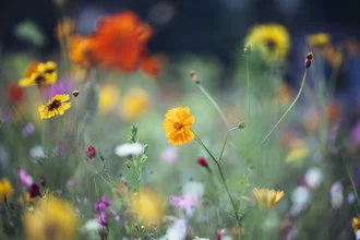 Colorful meadow with summer flowers in vibrant hues