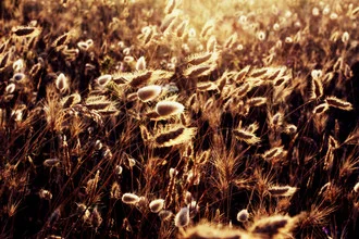 Photo art by Emmanuele Contini: golden fields under a warm sky