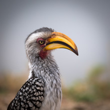 Dennis Wehrmann, Hornbill Krüger National Park South Africa