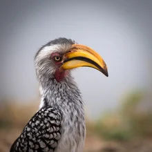 Photo art by Dennis Wehrmann: Hornbill in Kruger National Park, South Africa.