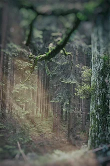 Photo art by Andreas Odersky: a lovely tree in front of gentle hills