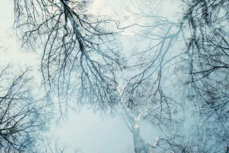 Photo art by Nadja Jacke: treetops against a wintry blue sky