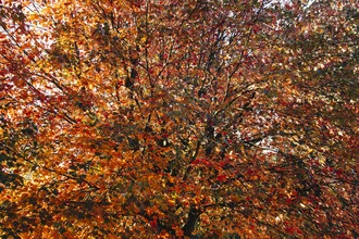 Fotokunst von Nadja Jacke: Ahornbaum mit bunten Blättern im Herbst