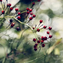 Photo art by Nadja Jacke: small rose hips with water droplets in autumn