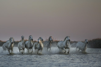 Nicolas De Vaulx, wild horses - France, Europe)