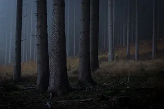 Photo art by Roman Becker: tranquil forest landscape with mist and trees