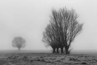 Beautiful tree in a calm setting, gentle light and a relaxing atmosphere.