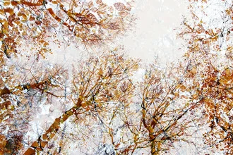 Autumn sky filled with bright orange leaves in a forest.