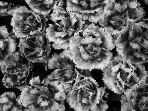 Photo art by Rolf Bökemeier: delicate blossoms in black and white