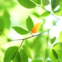 Photo art by Torsten Kupke: a bright autumn leaf on a light background