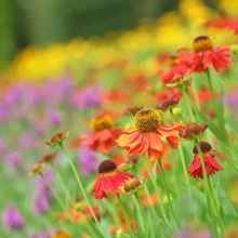 Fotokunst von Torsten Kupke: farbenfroher Sommergarten mit Blüten und Blättern