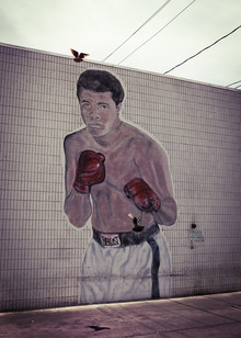Florian Büttner, Ali vs pigeon