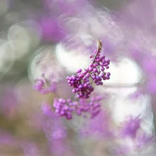 Photo art by Torsten Kupke: delicate pink flowers and buds in soft lighting