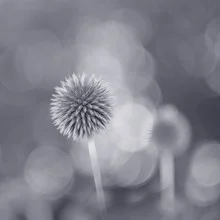 Fotokunst von Torsten Kupke: detailreiche Nahaufnahme einer blauen Distelblüte