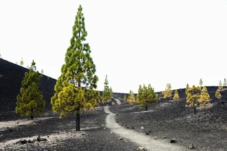 Photo art by Daniel Schoenen: Path to the volcano with lava stones and trees in the landscape