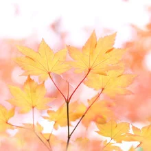 Beautiful autumn colors in a serene sea of leaves gently swaying in the wind.