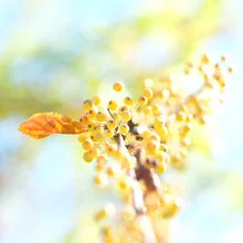Photo art by Torsten Kupke: delicate blossoms in soft summer light