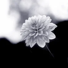Photo art by Torsten Kupke: melancholic dahlia in black and white