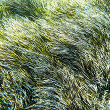 Nadja Jacke, Disguised in sea grass (Spain, Europe)