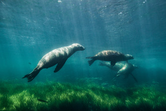 Christian Göran, Sea lions playing (United States, North America)
