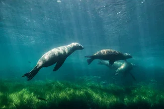 Sea lions playing - Fineart photography by Christian Göran