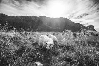 Sheepish style - fotokunst von Christian Göran