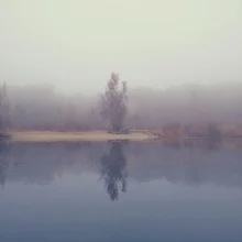Zauberhaftes II: Mist over a tree by the salt lake in Schleswig-Holstein