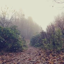 Peaceful path through fog with gentle bushes and trees