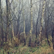 Photo art by Denise Weeber: mist softly envelops the grasses and birch trees.