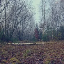 Fotokunst von Denise Weeber: ruhige Birkenlandschaft mit buntem Laub