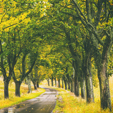 Mikolaj Gospodarek, Allee (Poland, Europe)