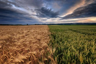 Field landscape with golden wheat under a cloudy sky