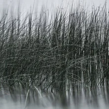 Abstrakte Fotokunst mit sanften Wassermustern und Pflanzen im Vordergrund.