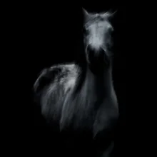 Photo art by Raffaella Castagnoli: horse in the semi-desert, impressionistic style.