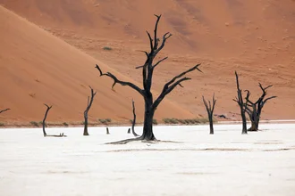 Fotokunst von Angelika Stern: trockene Baumsilhouetten in der Wüste von Namibia