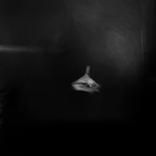 Photo art by Raffaella Castagnoli: shark in gentle water with dynamic movement