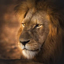 Photo art by Dennis Wehrmann: majestic lion in the African wilderness